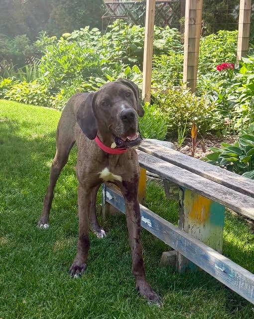 Charley - Great Dane