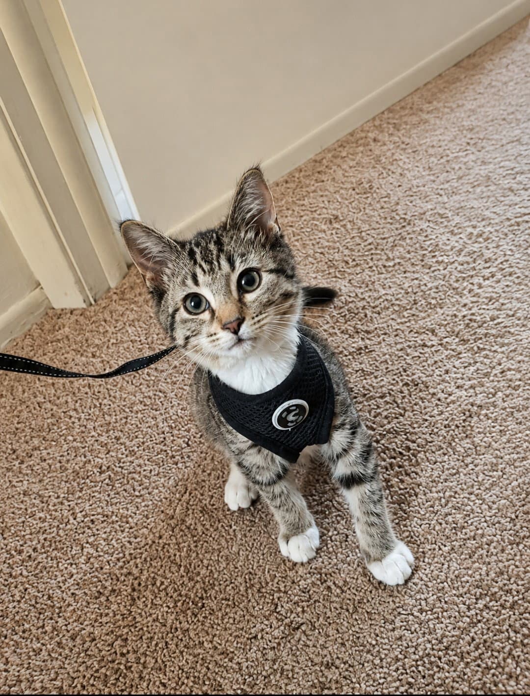 Milo - Domestic Short Hair