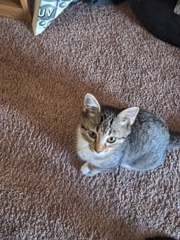 Milo image 3