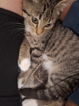 Milo image 4