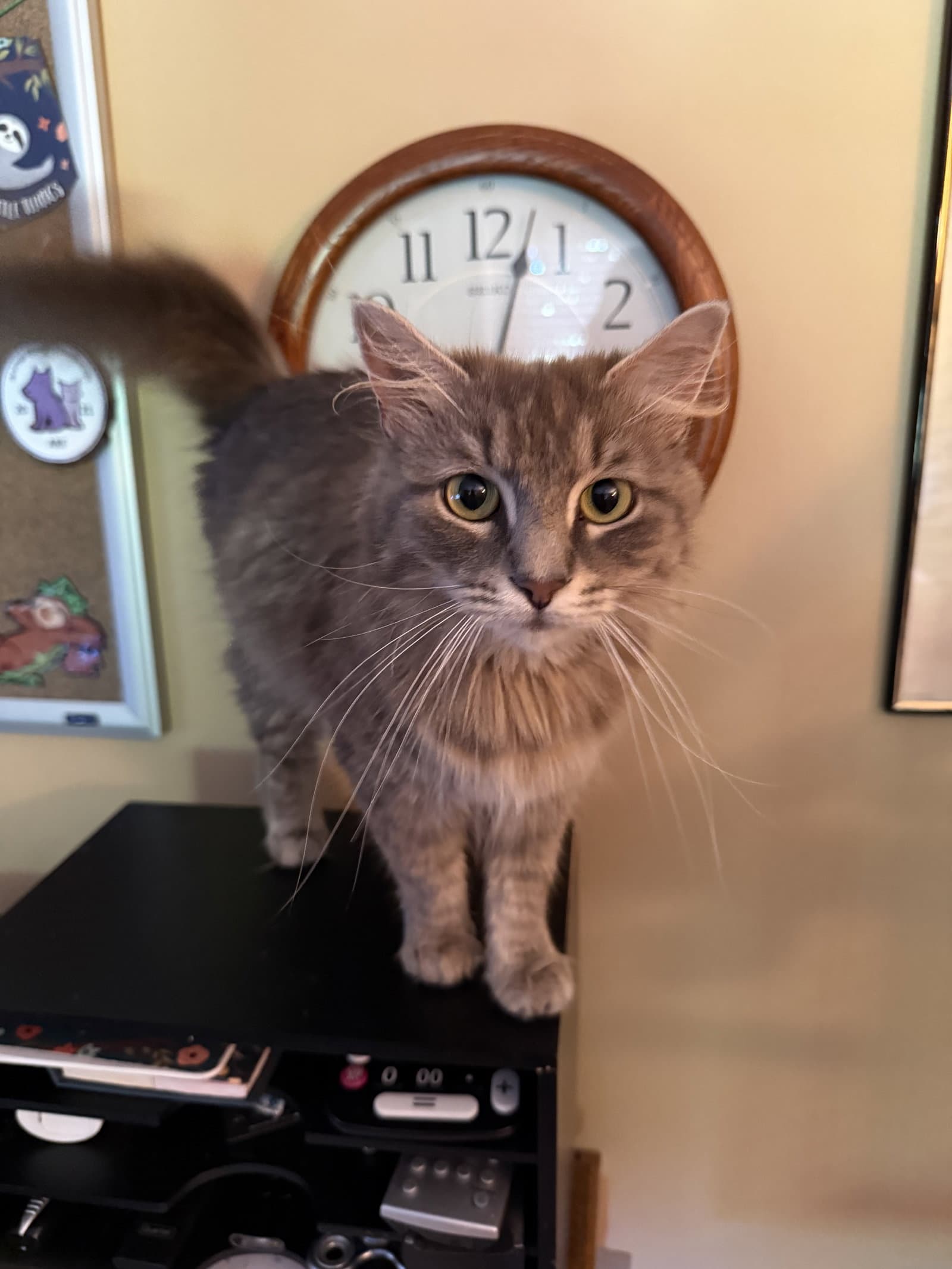 Skyler - Domestic Long Hair