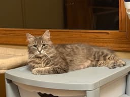 Skyler image 3
