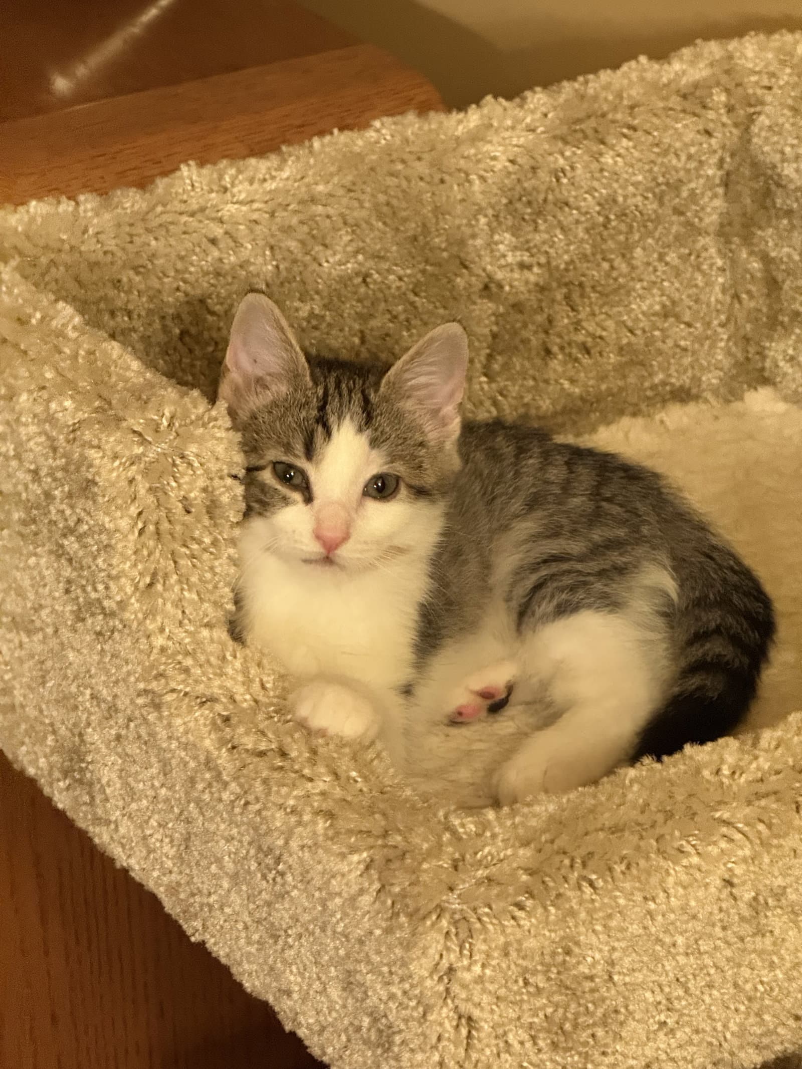 Misty - Domestic Short Hair