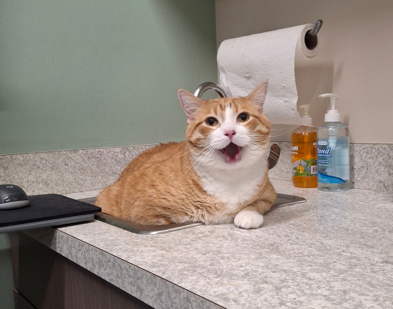 Colby - Domestic Short Hair