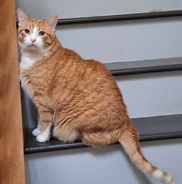 Colby image 3