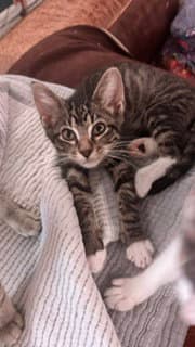 Edward - Domestic Short Hair