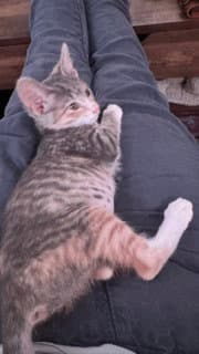 Anita - Domestic Short Hair