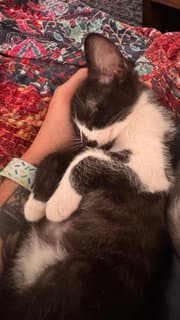 Vernon image 1