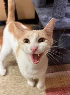 Maeve - Domestic Short Hair