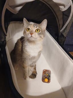 Kitty Witty image 1
