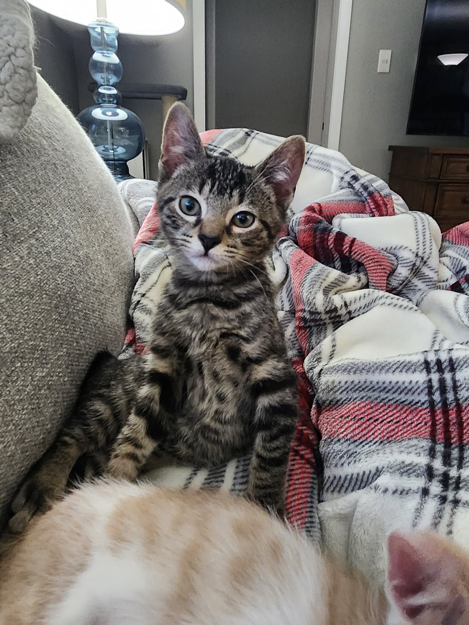 Pratt - Domestic Short Hair