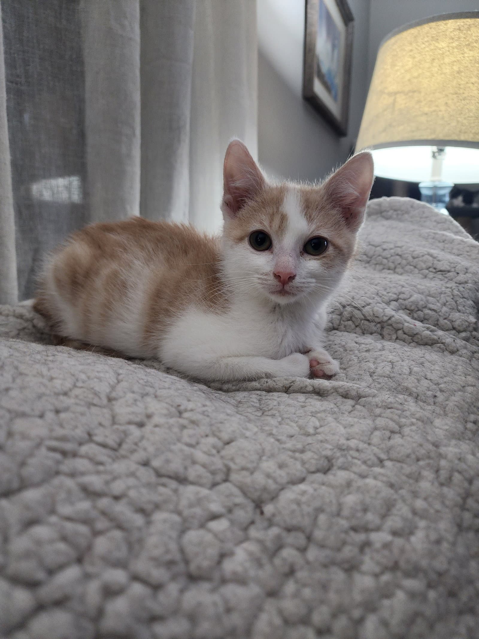 Pita - Domestic Short Hair