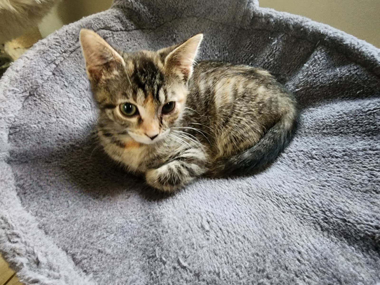Paige - Domestic Short Hair