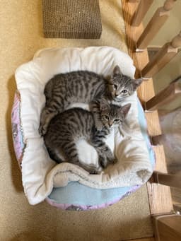 Mckinley And Mckenzie Bonded Sisters image 1