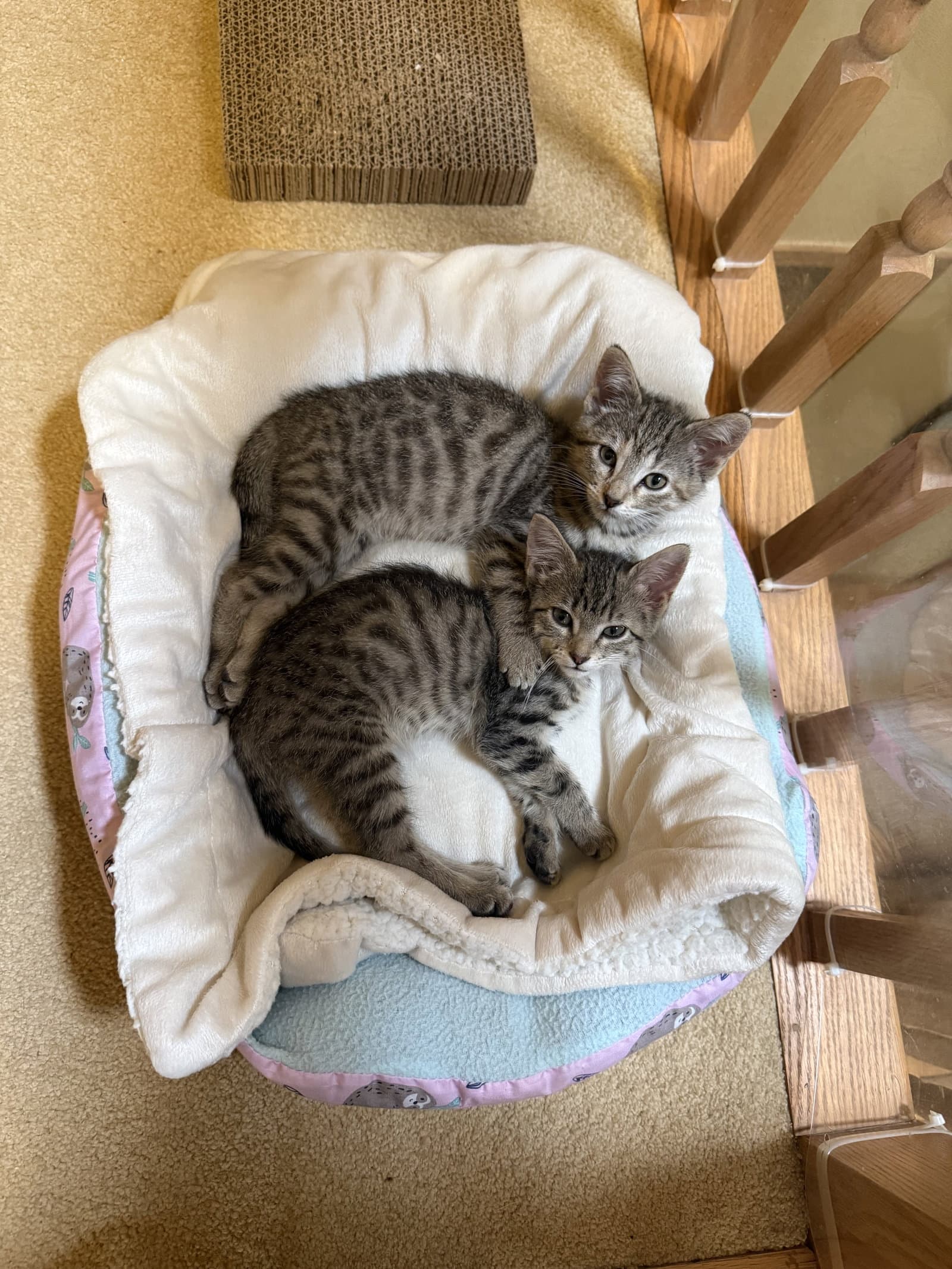 Mckinley And Mckenzie Bonded Sisters - Domestic Short Hair