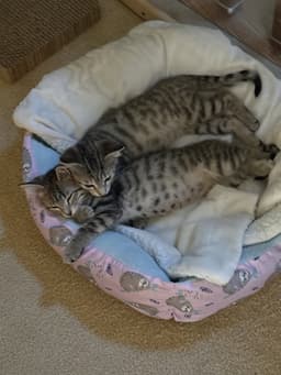 Mckinley And Mckenzie Bonded Sisters image 4