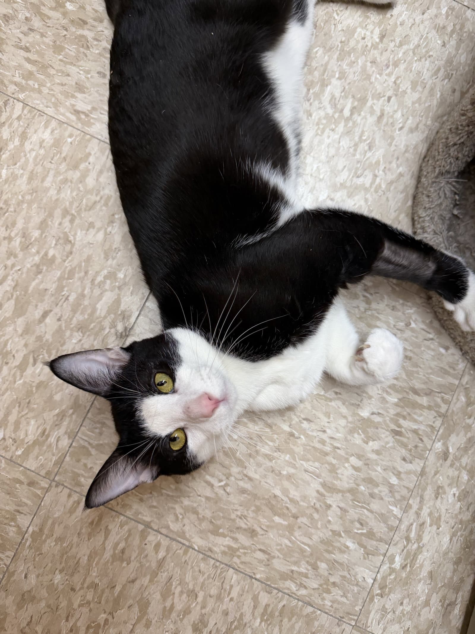 Thing - Domestic Short Hair