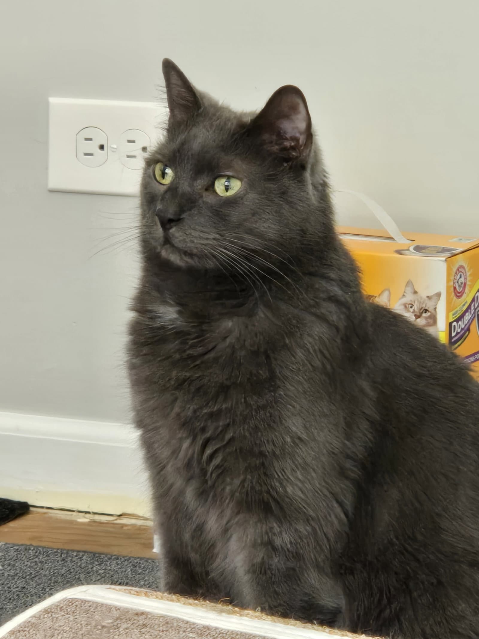 Bubbles - Domestic Short Hair