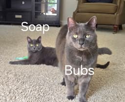 Soap image 3