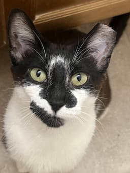 Clarabelle image 1