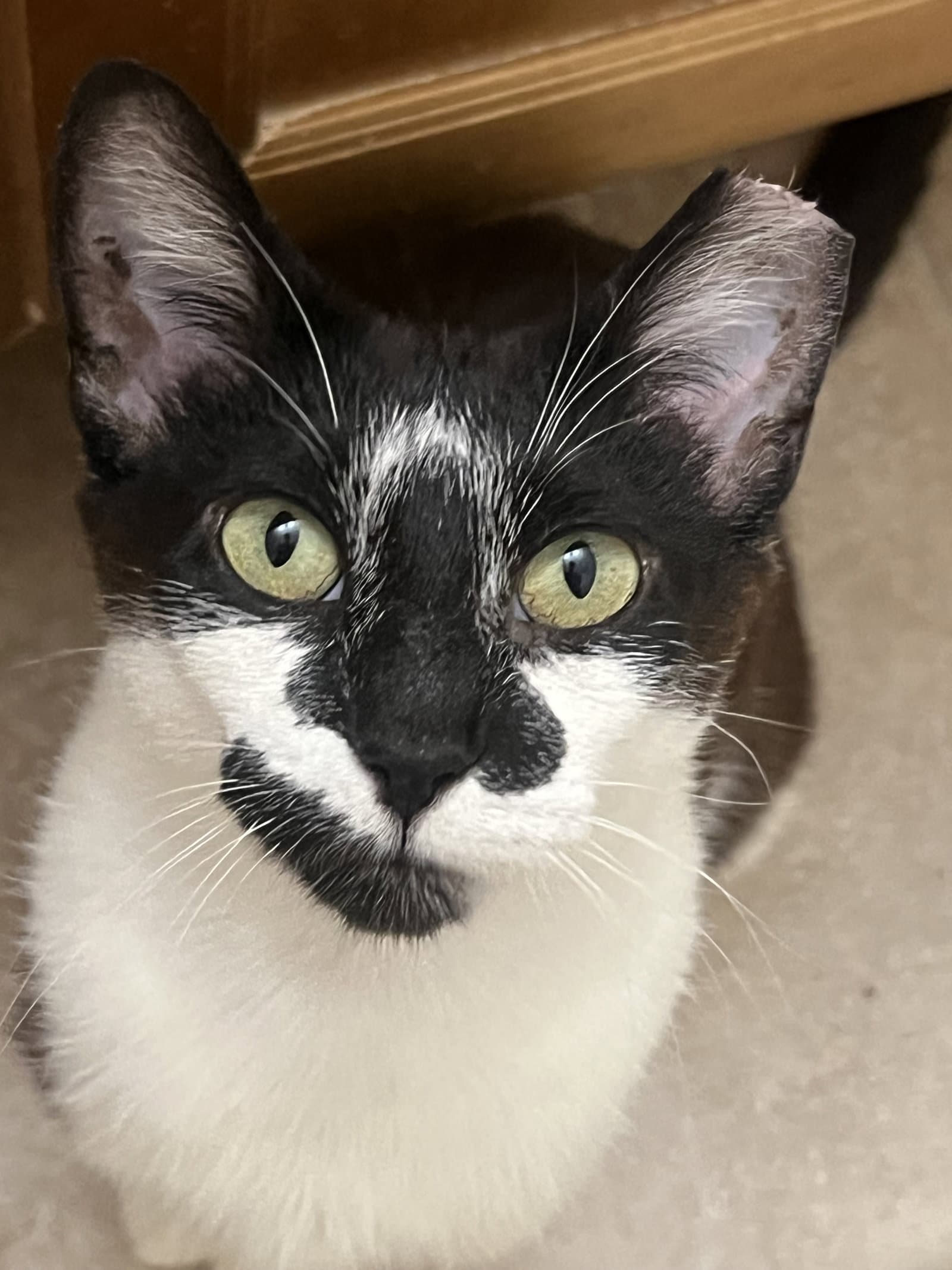 Clarabelle - Domestic Short Hair