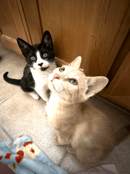 Elsie And Ferdinand Bonded Pair image 1