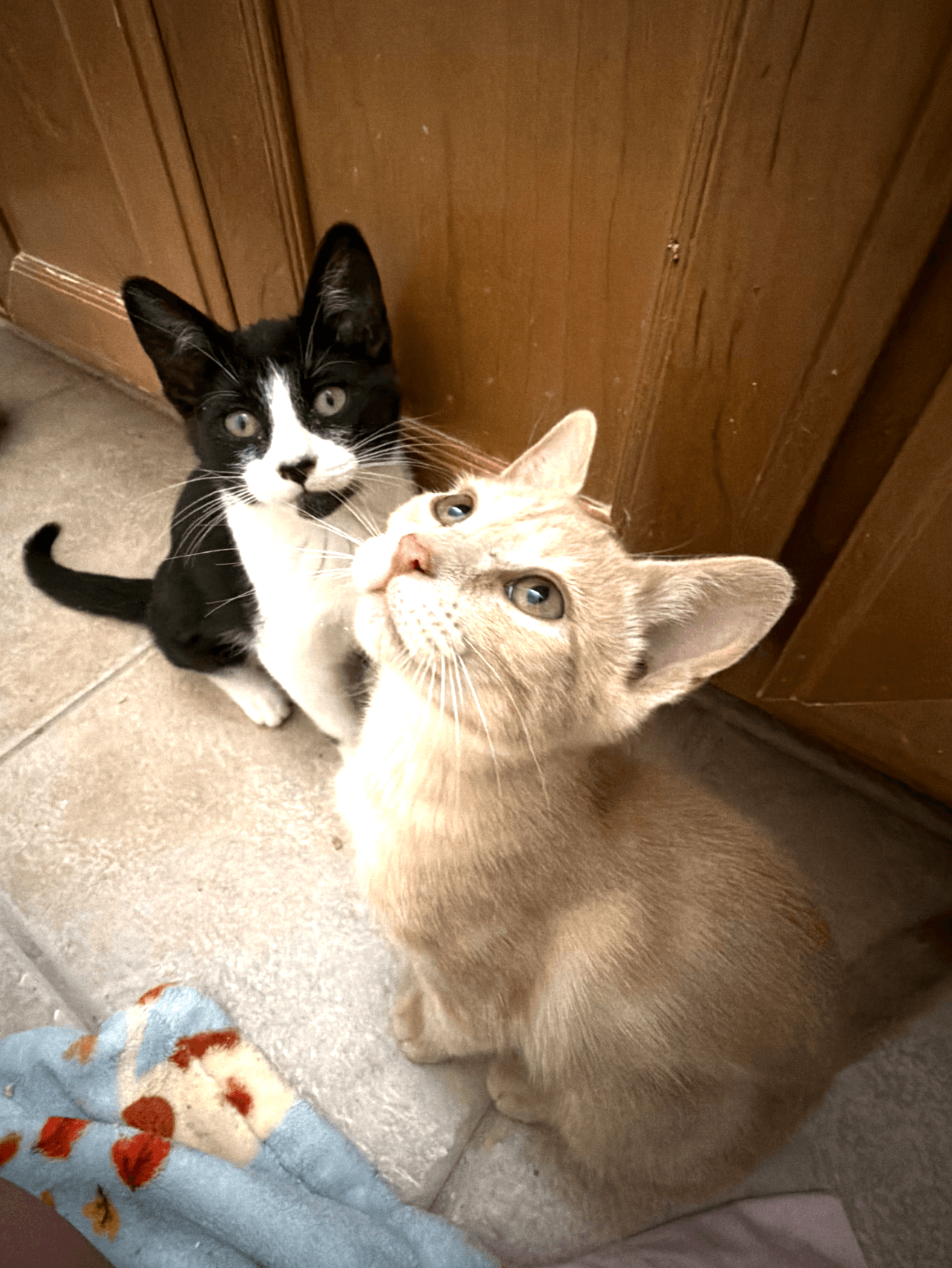 Elsie And Ferdinand Bonded Pair - Domestic Short Hair