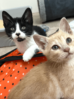 Elsie And Ferdinand Bonded Pair image 3