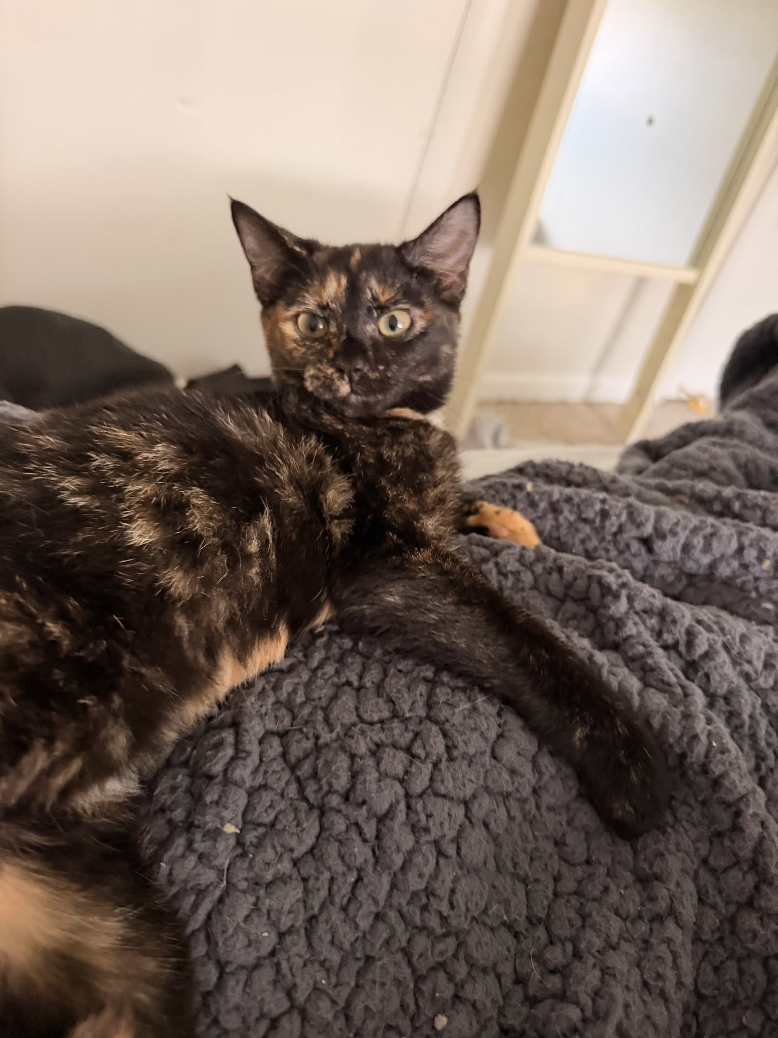 Fern - Domestic Short Hair
