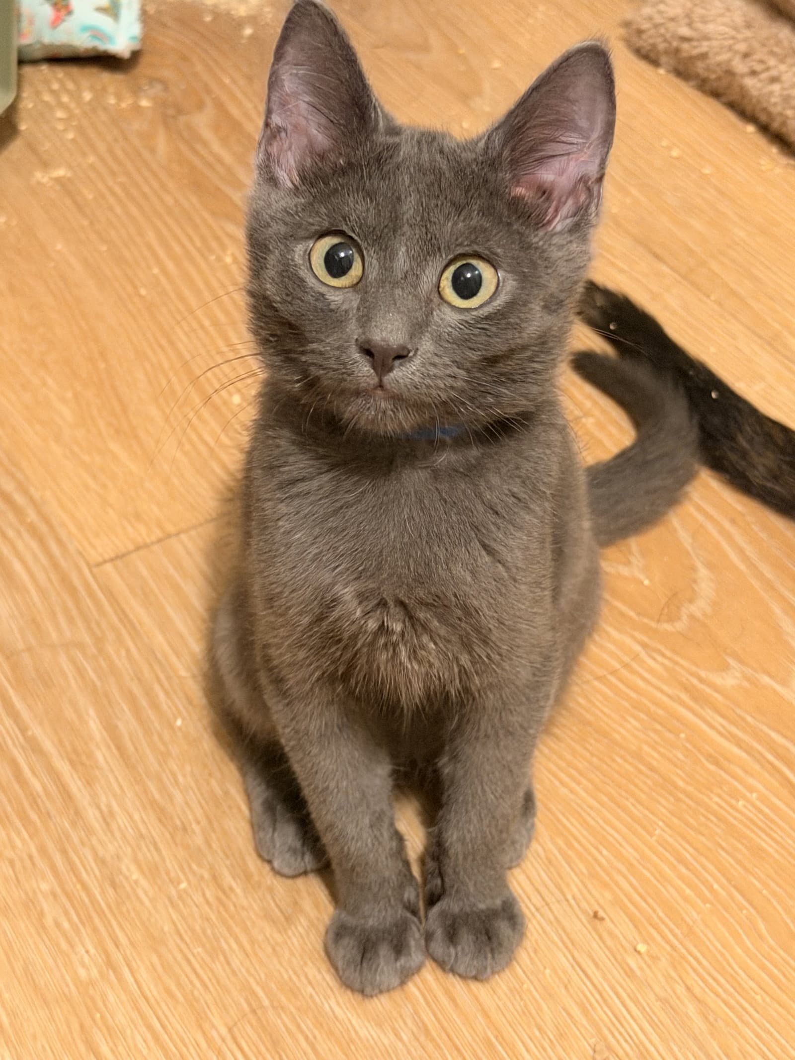 Flint - Domestic Short Hair