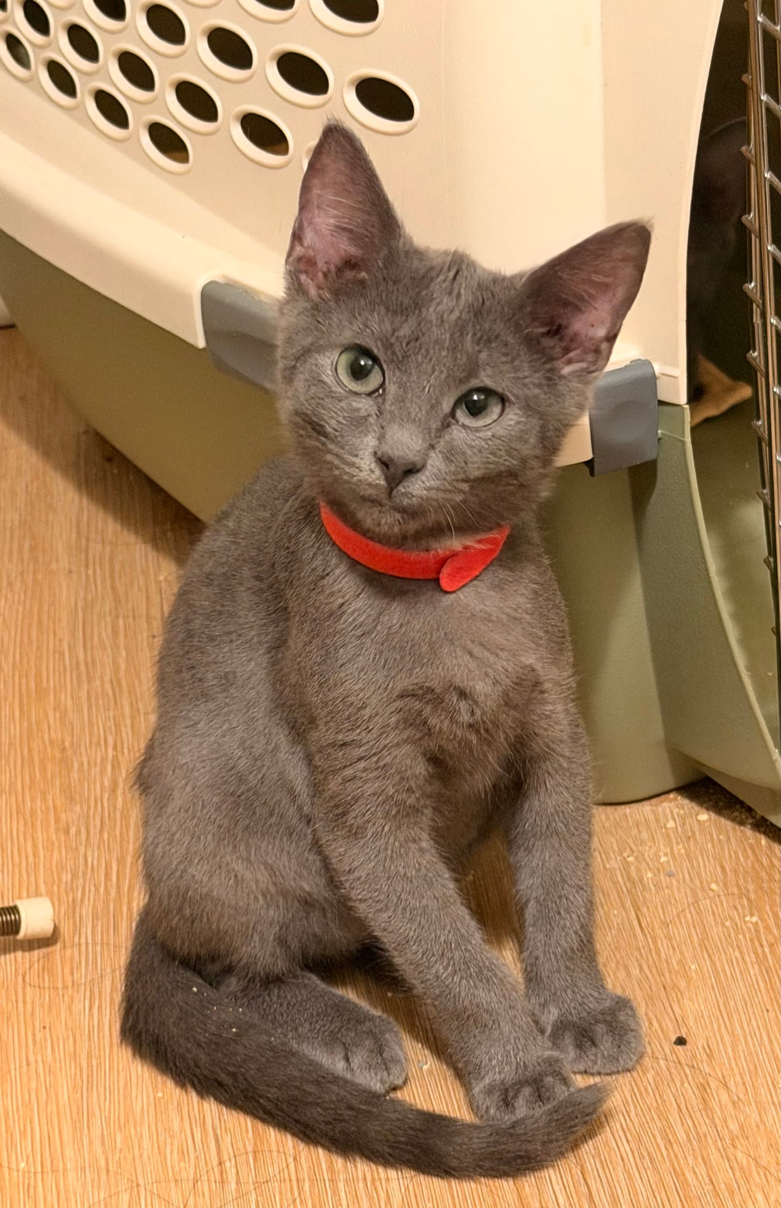 Felix - Domestic Short Hair