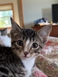 Jaxie - Domestic Short Hair