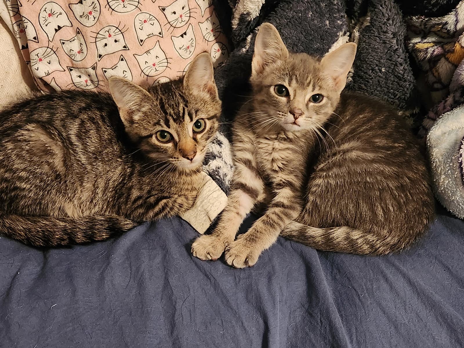 Chip And Dale Bonded Pair - Domestic Short Hair