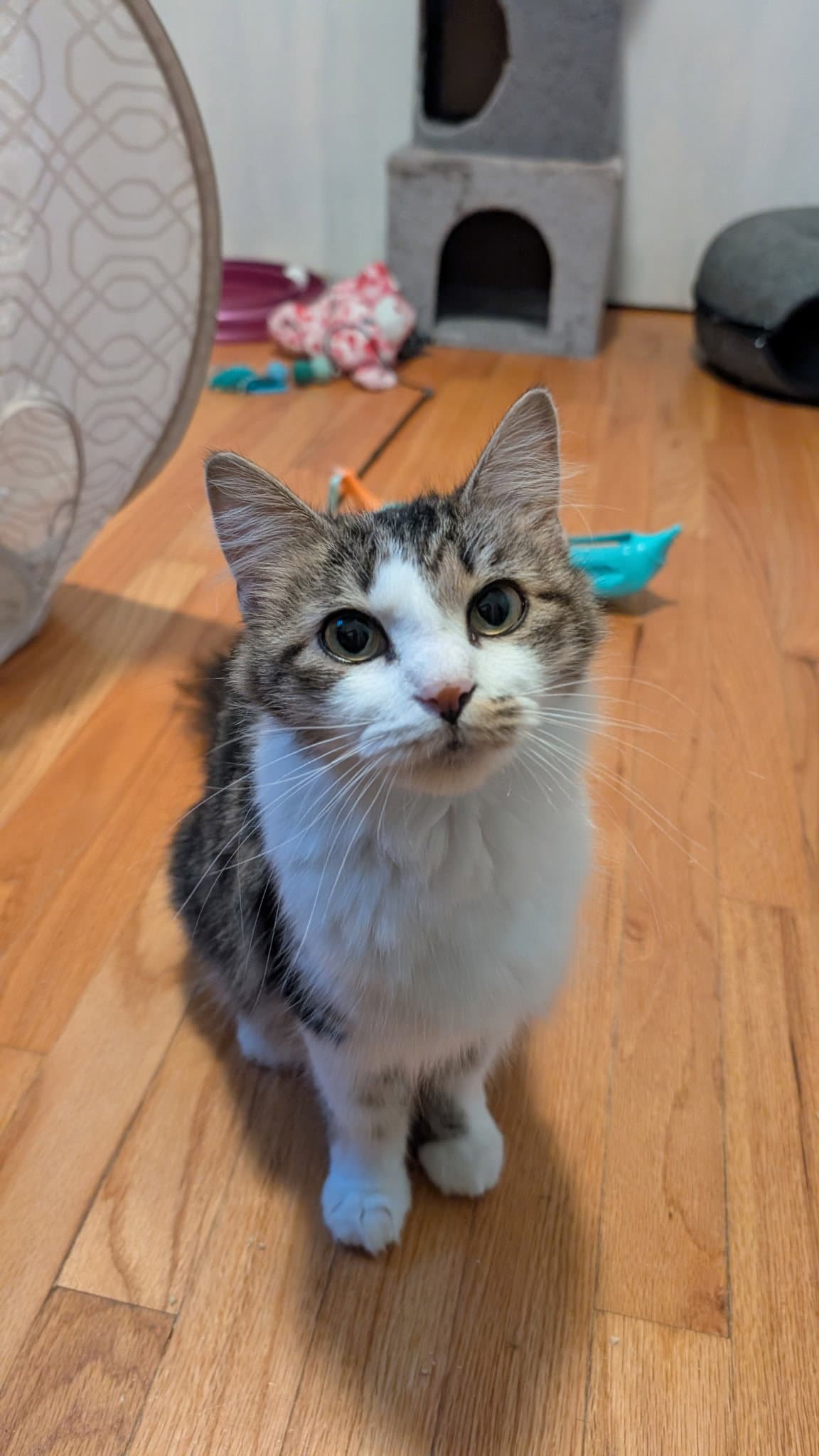 Beatrice - Domestic Long Hair