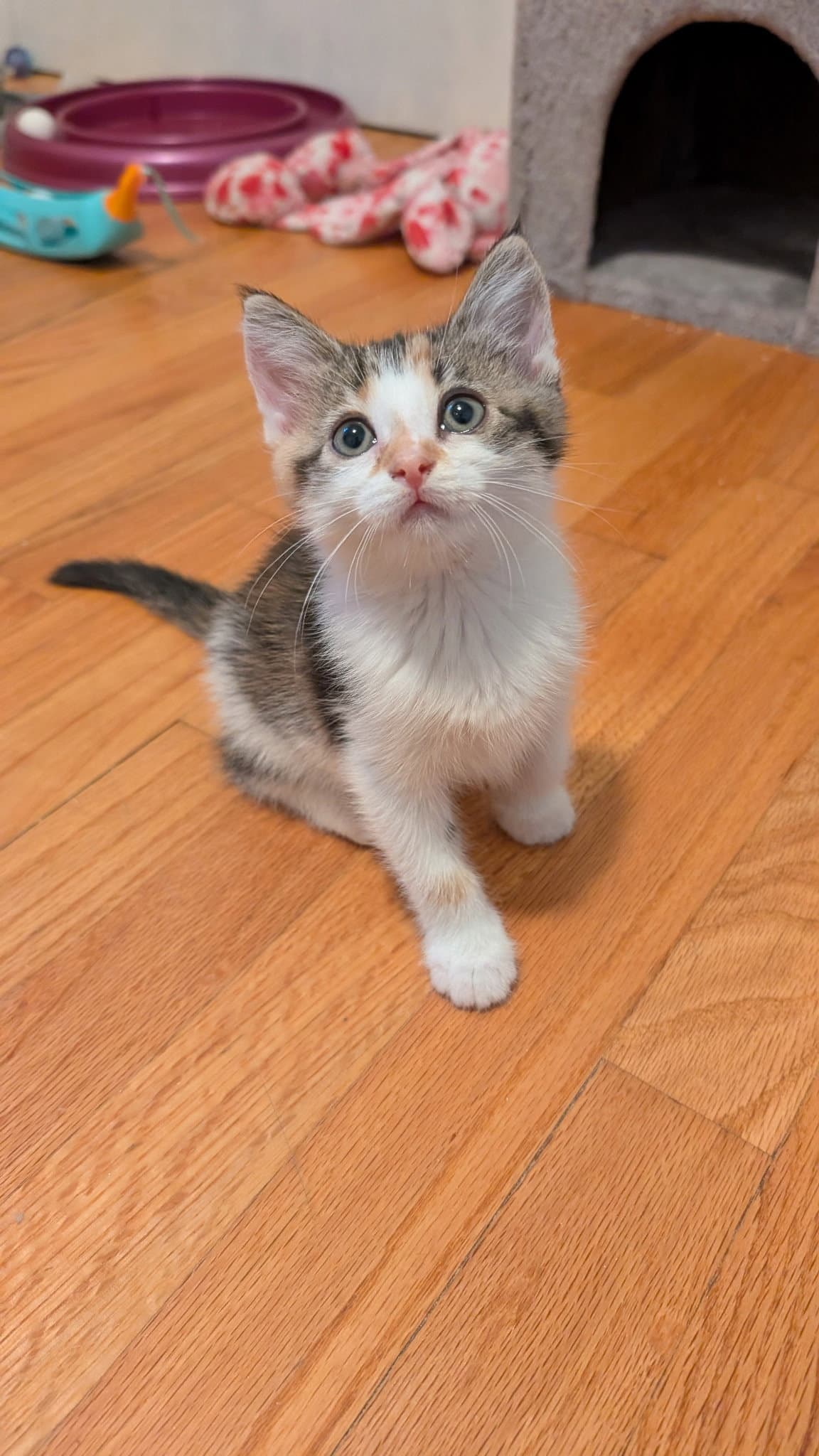 Biscuit - Domestic Medium Hair