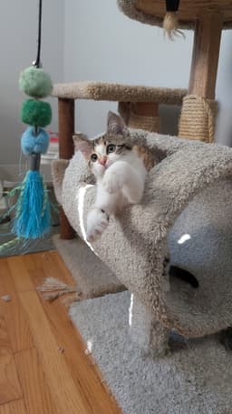 Biscuit image 2