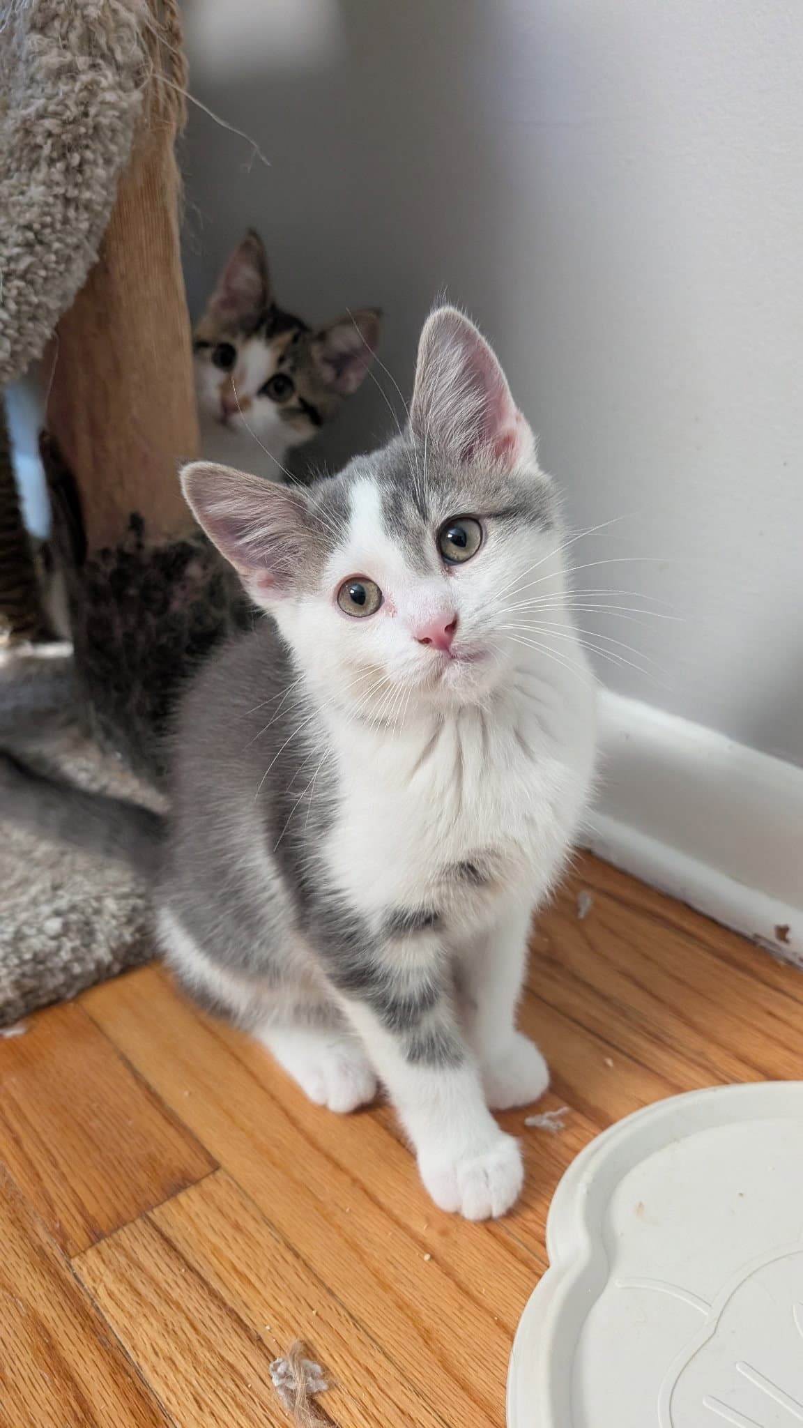 Bean - Domestic Short Hair