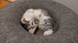 Bean image 4
