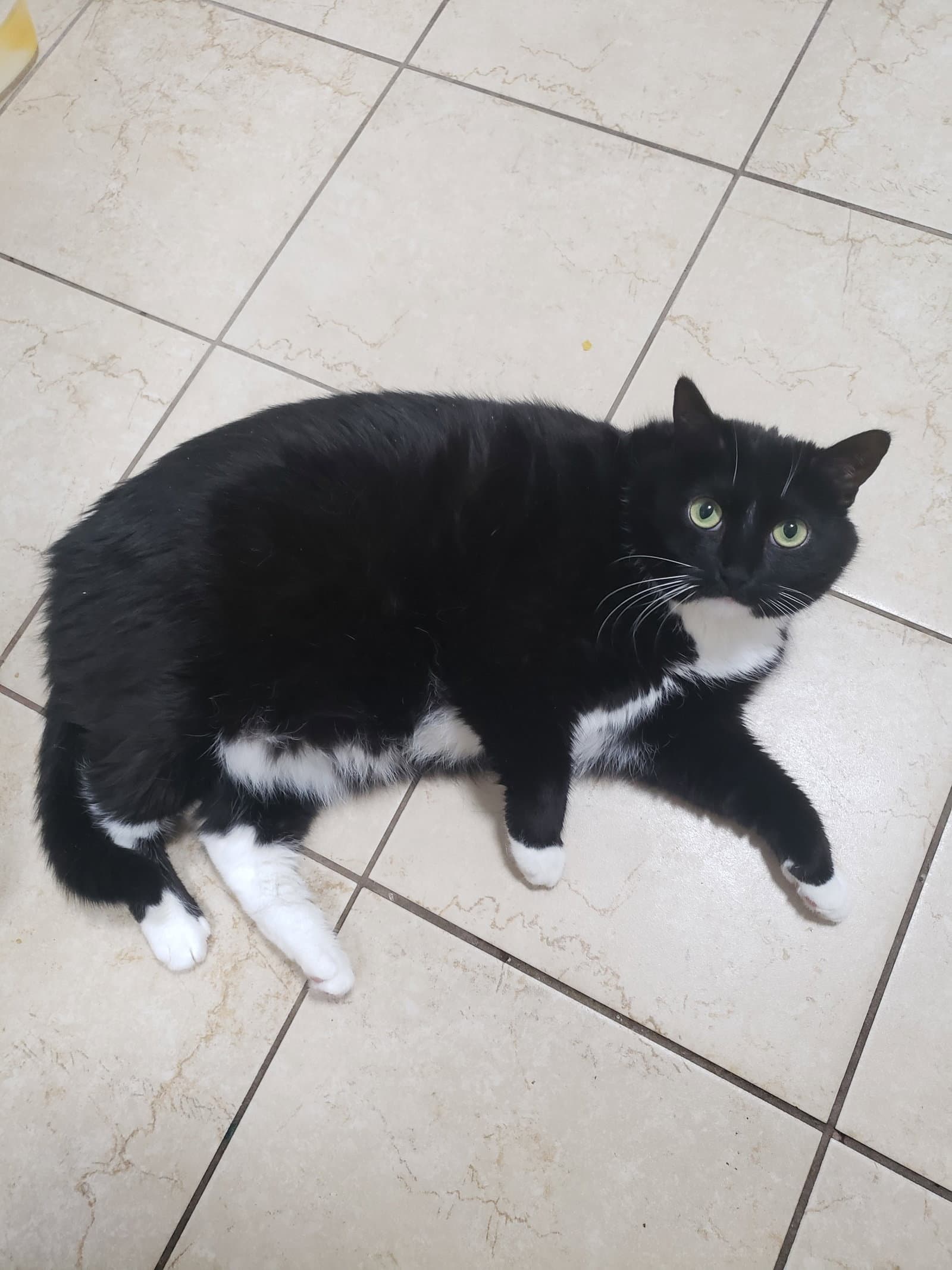 Casandra - Domestic Short Hair