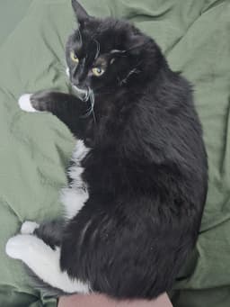 Casandra image 4