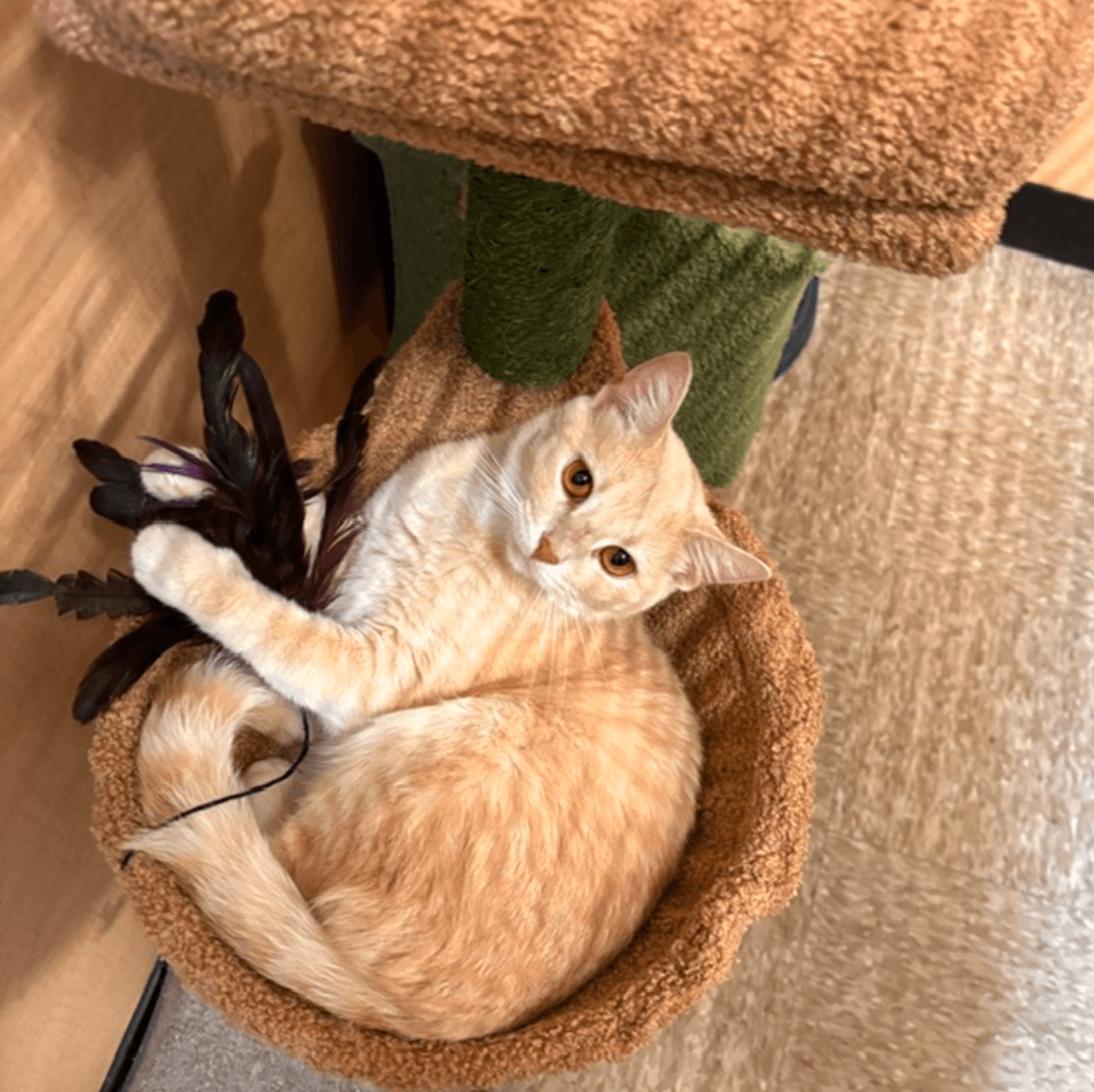 Chick - Domestic Short Hair