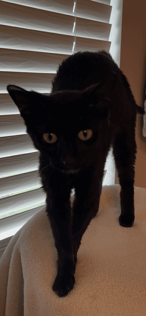 Sparkle - Domestic Short Hair