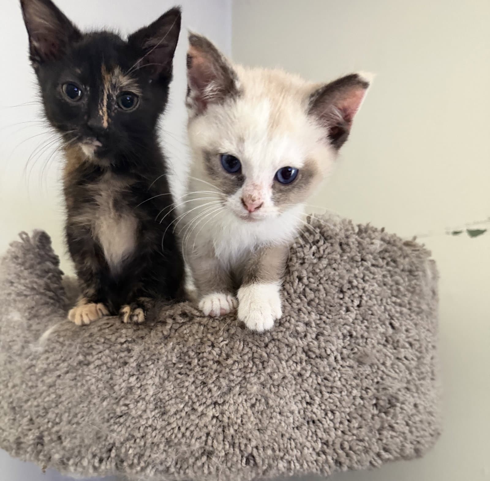 Shell  Shortstop Bonded Pair - Domestic Medium Hair