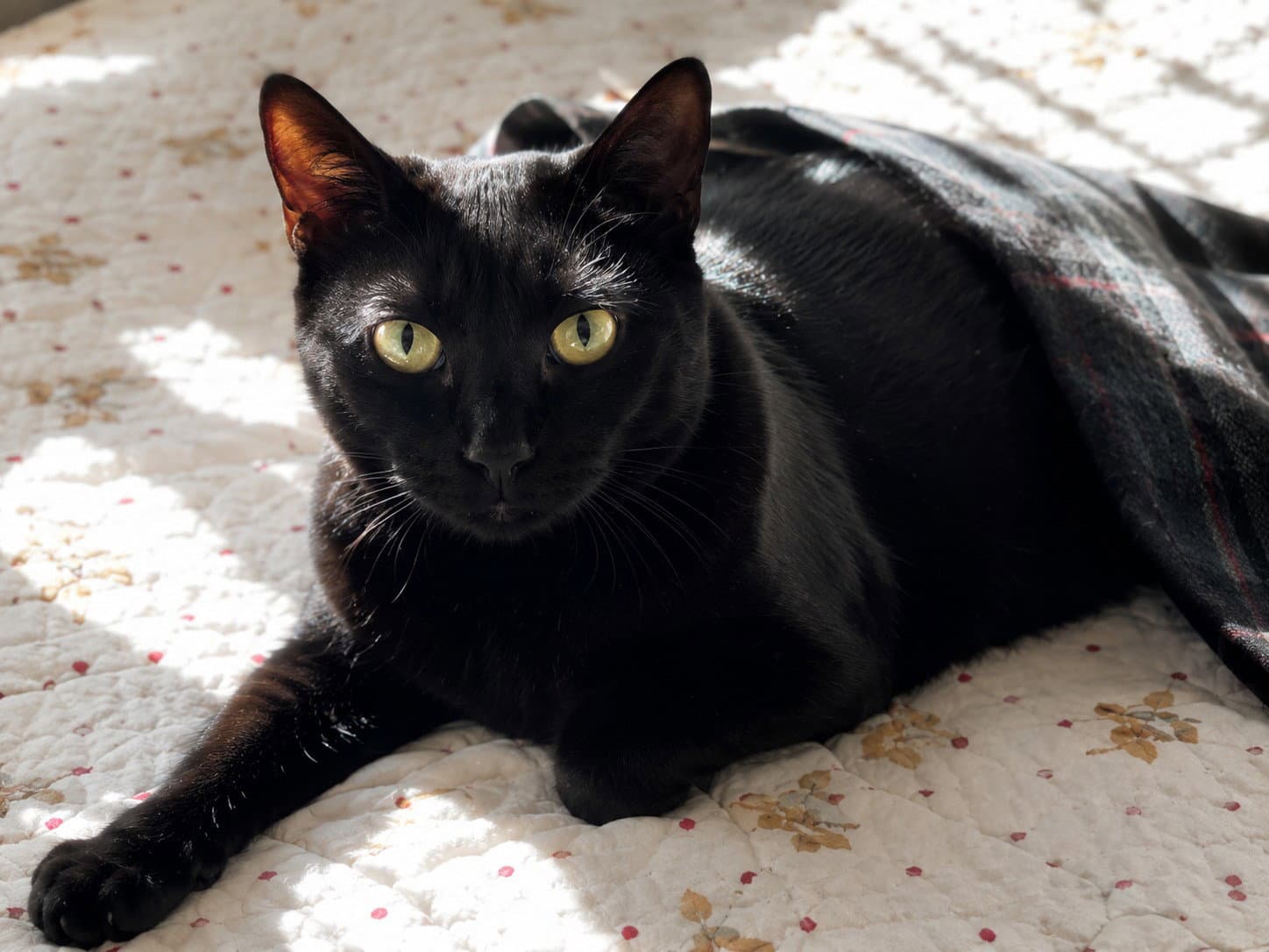 Nia - Domestic Short Hair