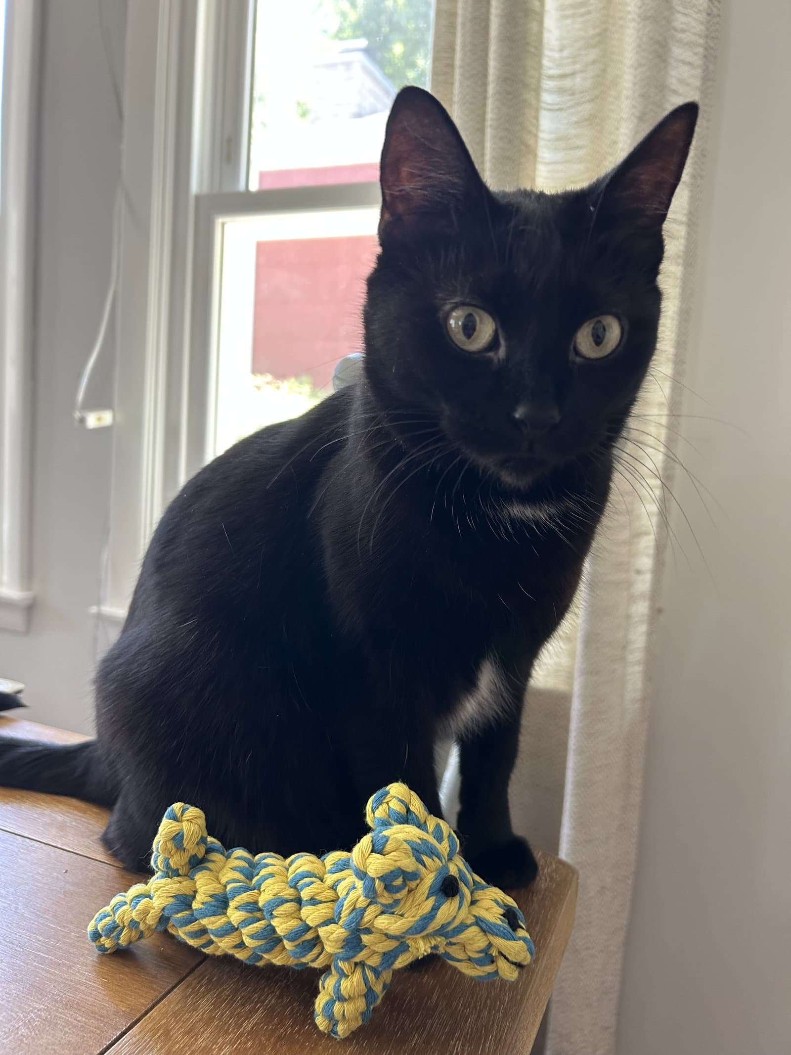 Kealohi - Domestic Short Hair