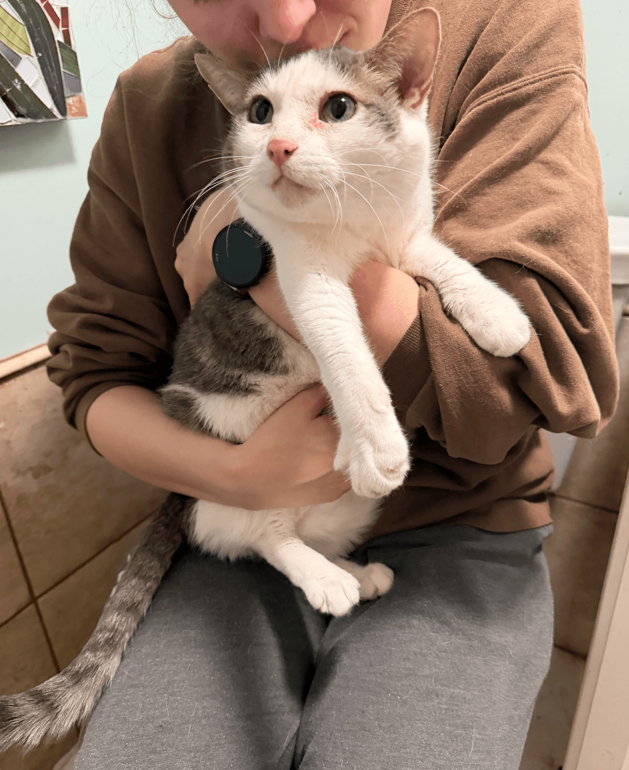 Mama - Domestic Short Hair