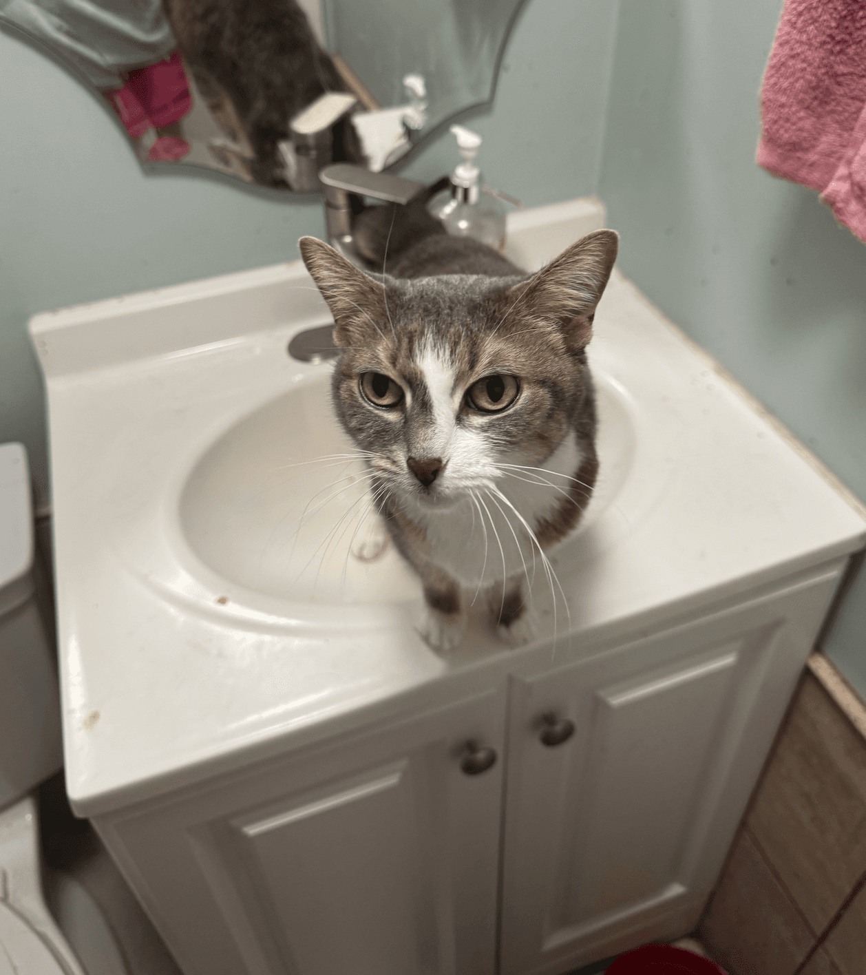Rocket - Domestic Short Hair