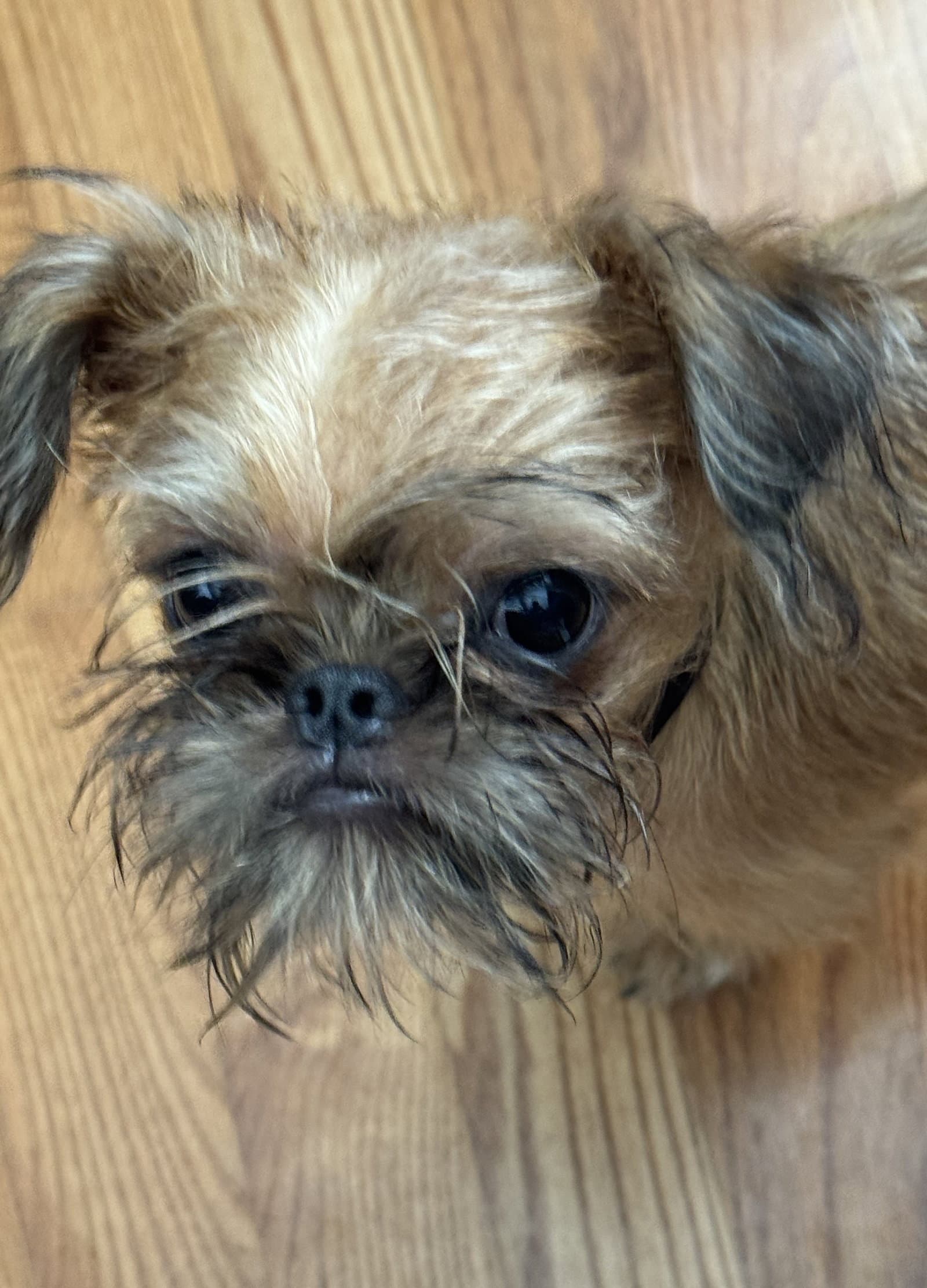Gus - Brussels Griffon