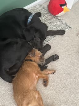 Gus image 2