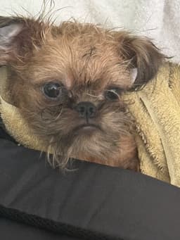 Gus image 3